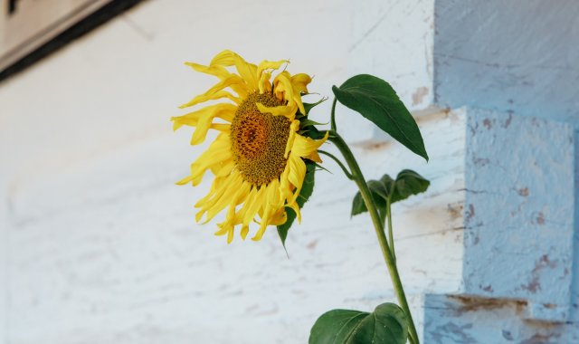 fot. Damian Pękalski